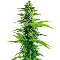 Acapulco Gold, Фасовка: 3+1